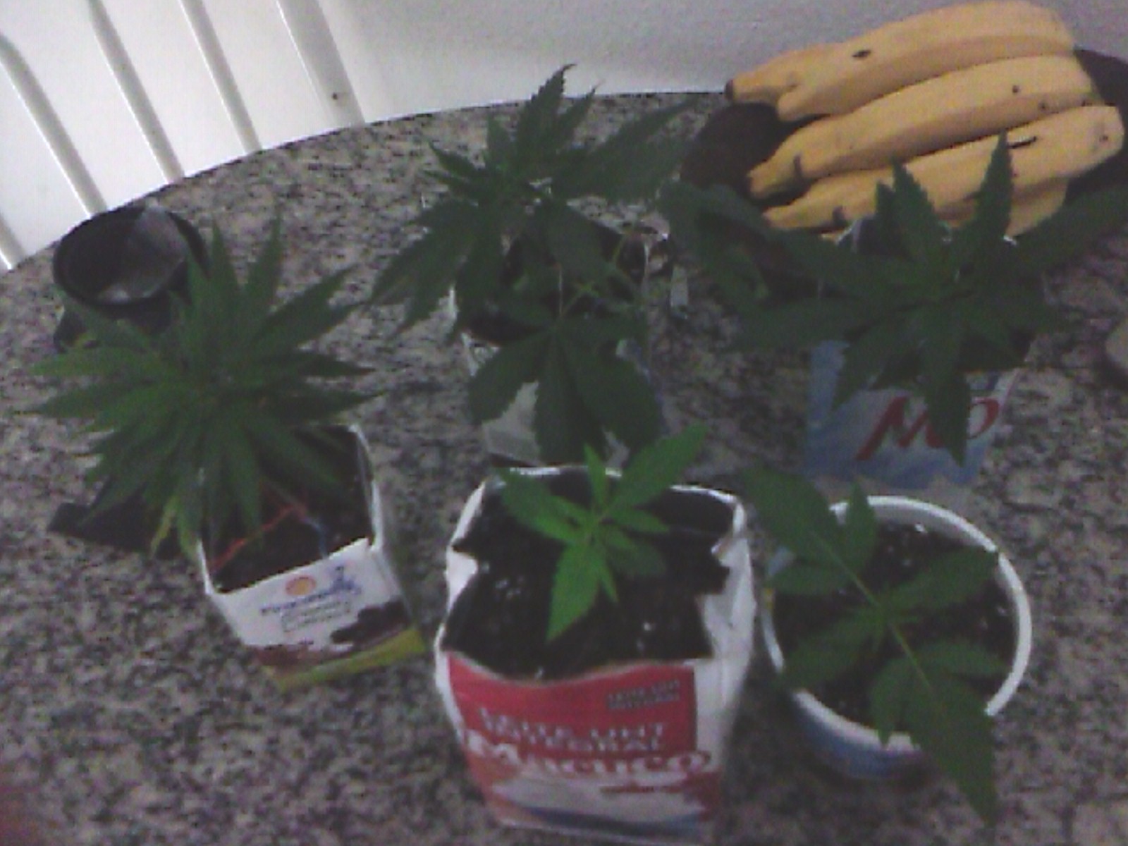 Segundo cultivo pcgrow