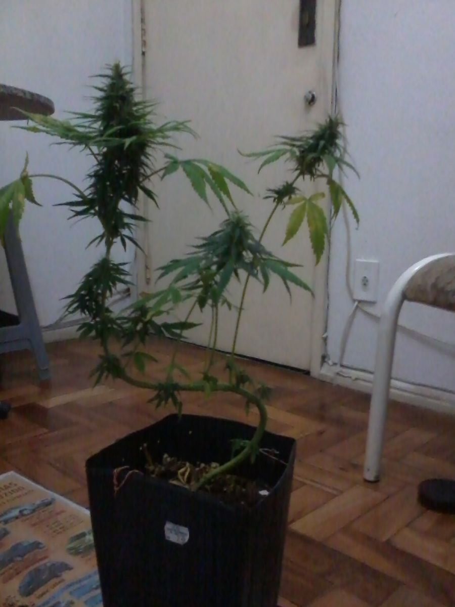 3° Colheita Sapateira Grow