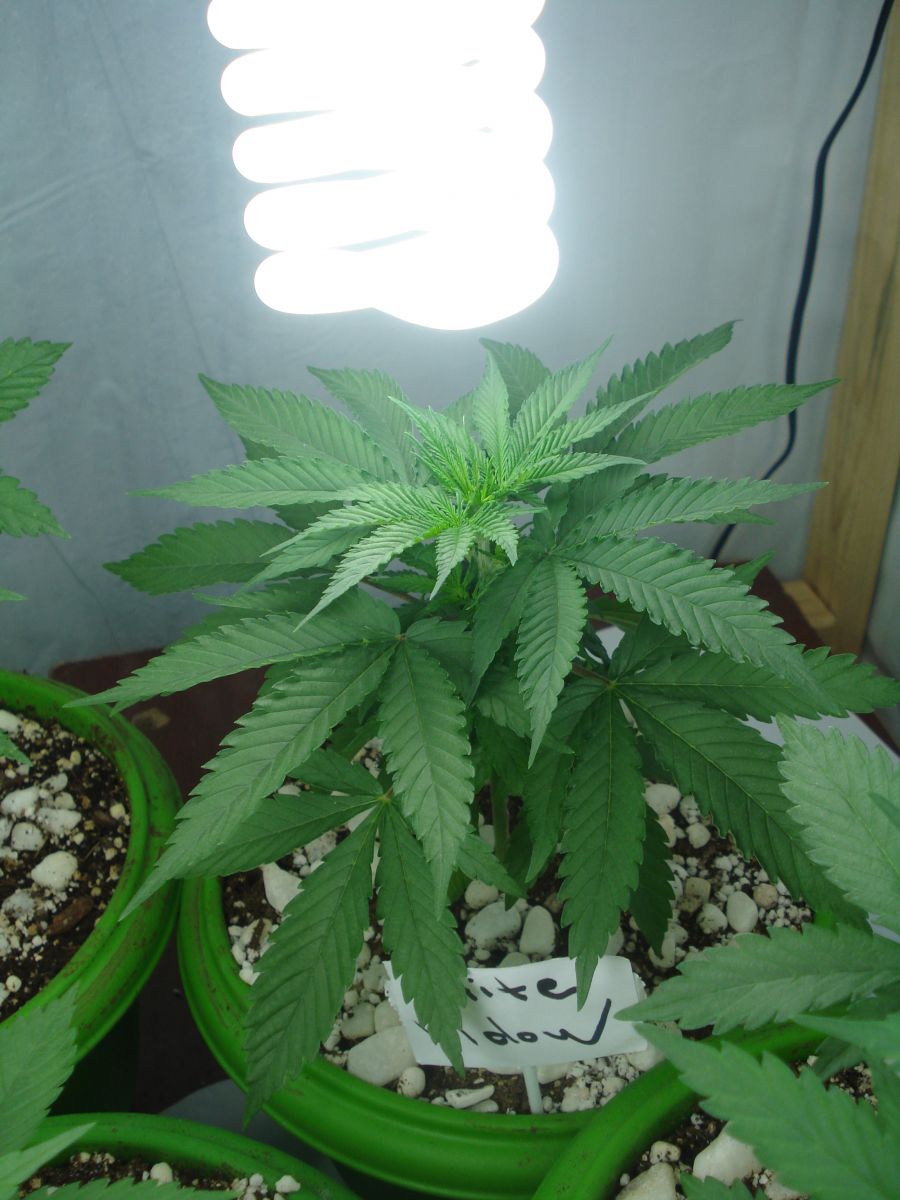 cultivo indoor #1 25 days 