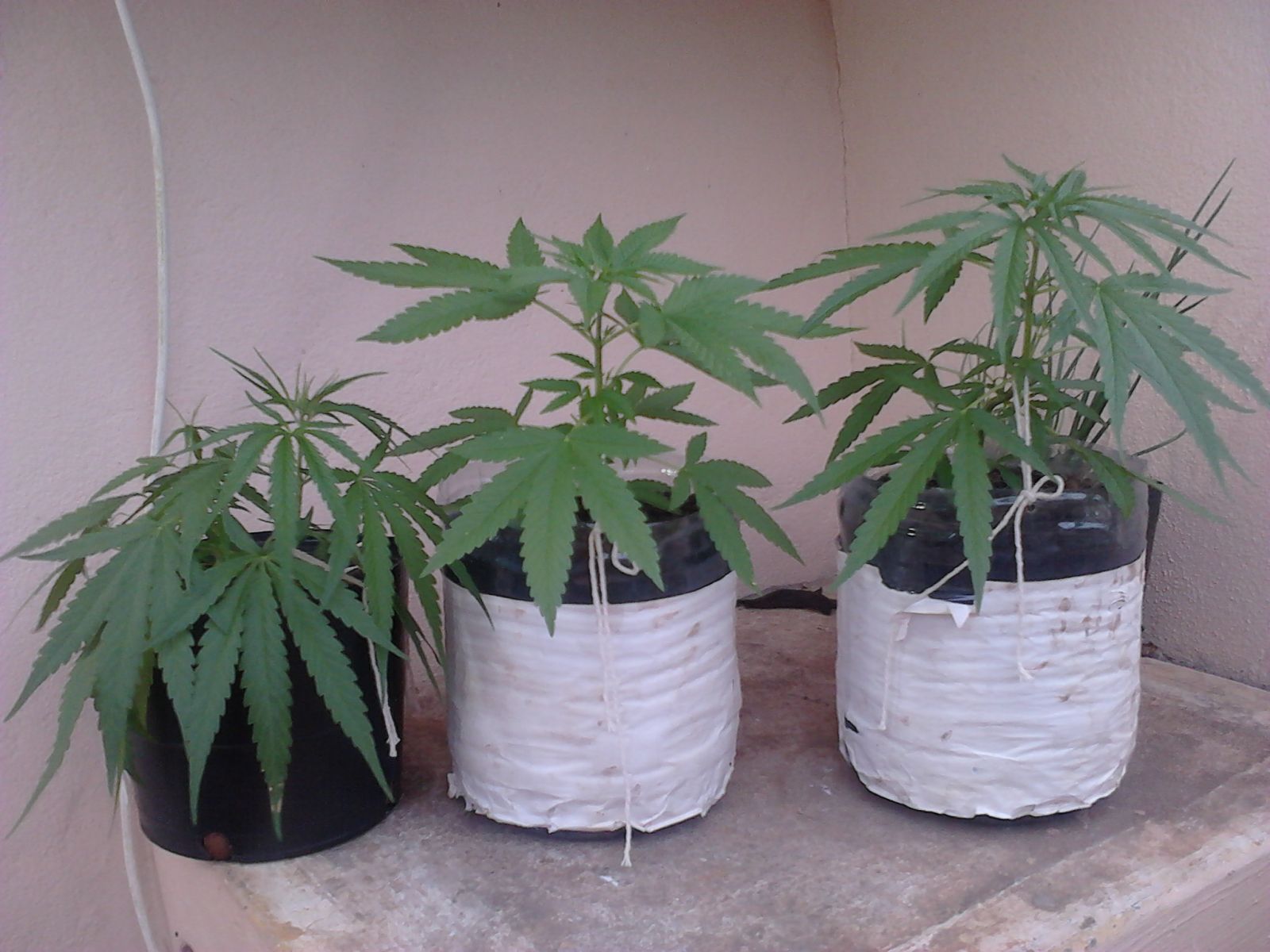 Primeiro Cultivo Outdoor