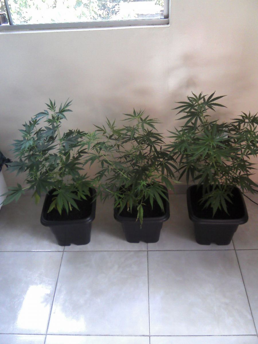 Primeiro Cultivo Outdoor Album 2