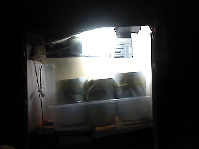primeiro grow indoor