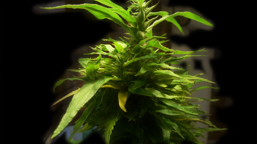 1st Grow