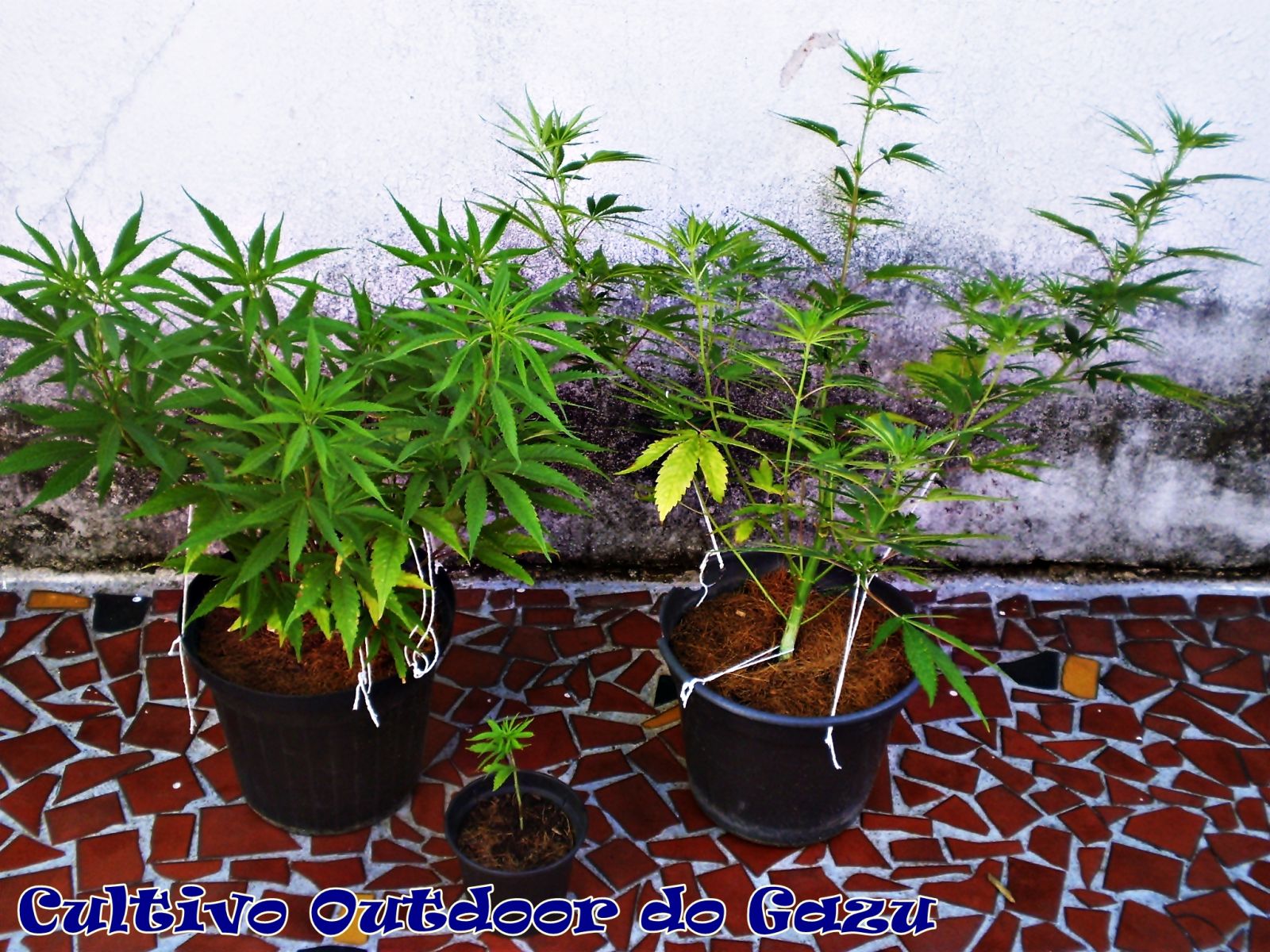 Grow Outdoor do Gazu