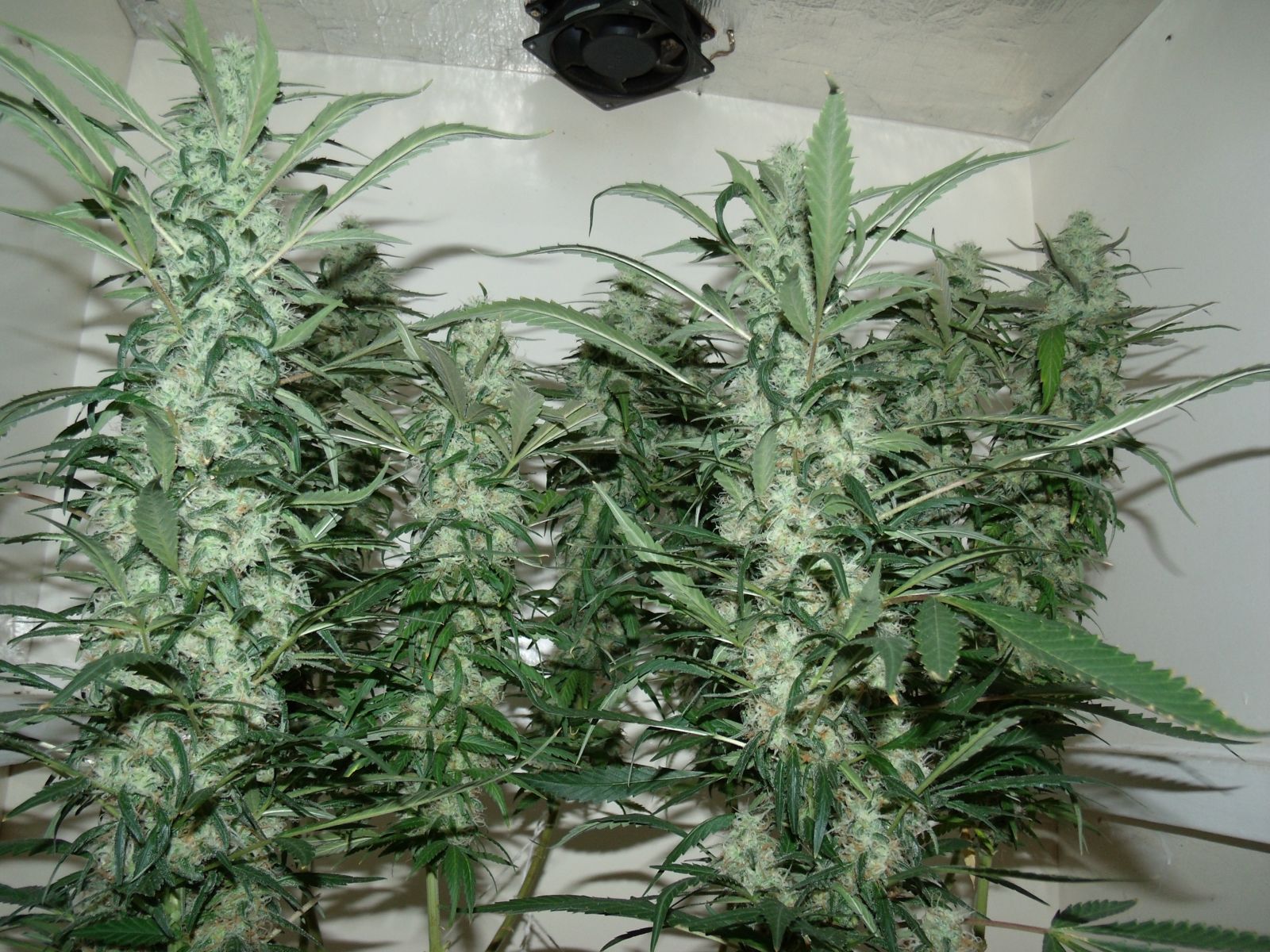 Cultivo Purple Haze 2011>2012 / Bubba Kush, Northern Lights, Skunk#1