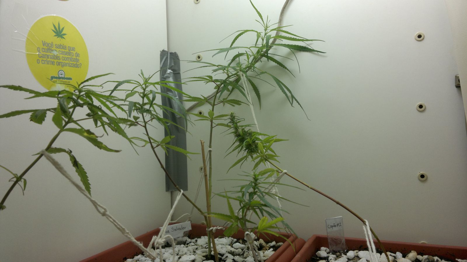 1º cultivo indoor