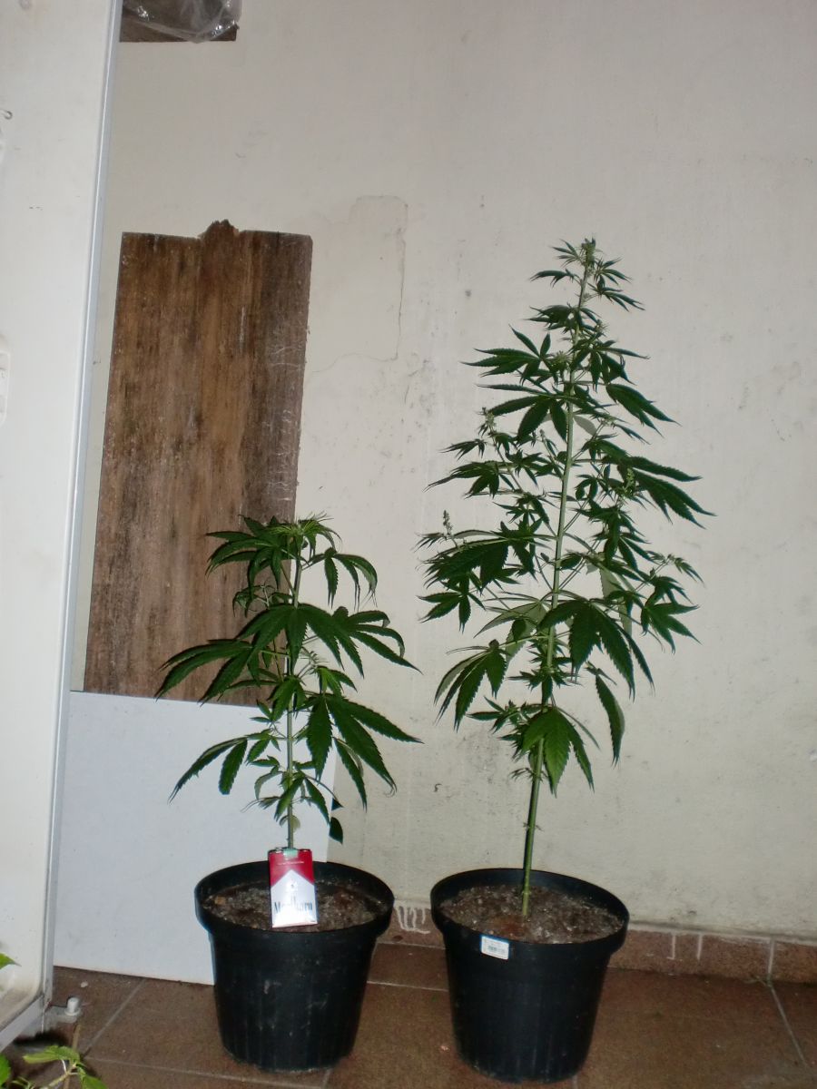 Primeiro Cultivo