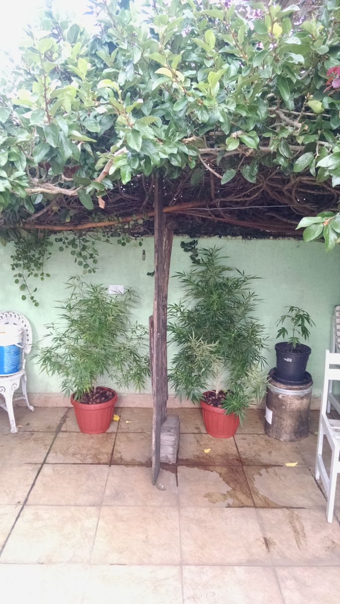 Diário Cultivo Outdoor