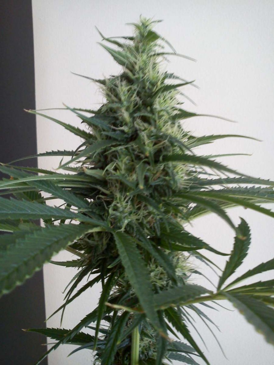 1º Cultivo - Indoor