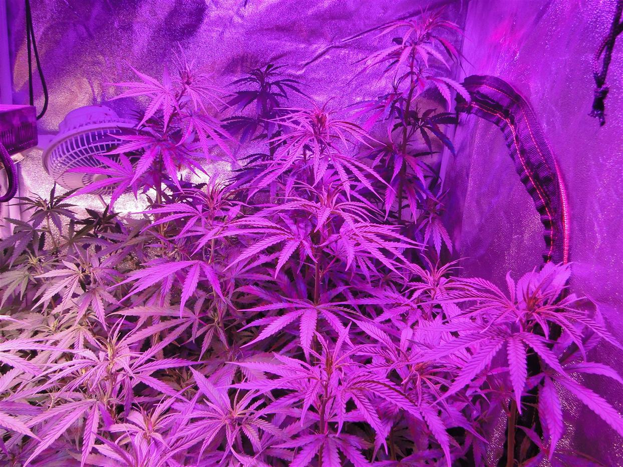 Primeiro diário de cultivo sementes de prensado verde limão  com lampada led blackstar 240w.