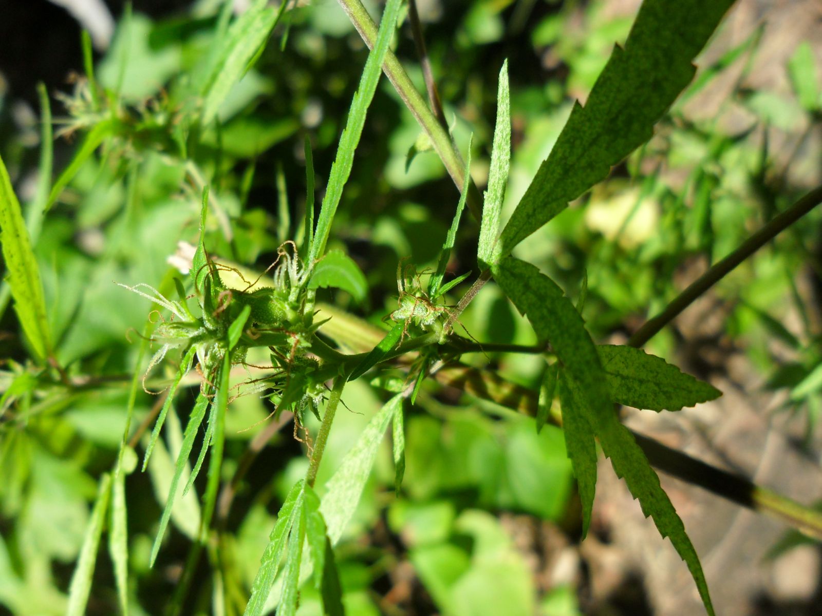 primeiro cultivo