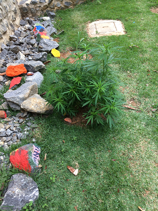 Primeiro grow outdoor (amarras e podas)