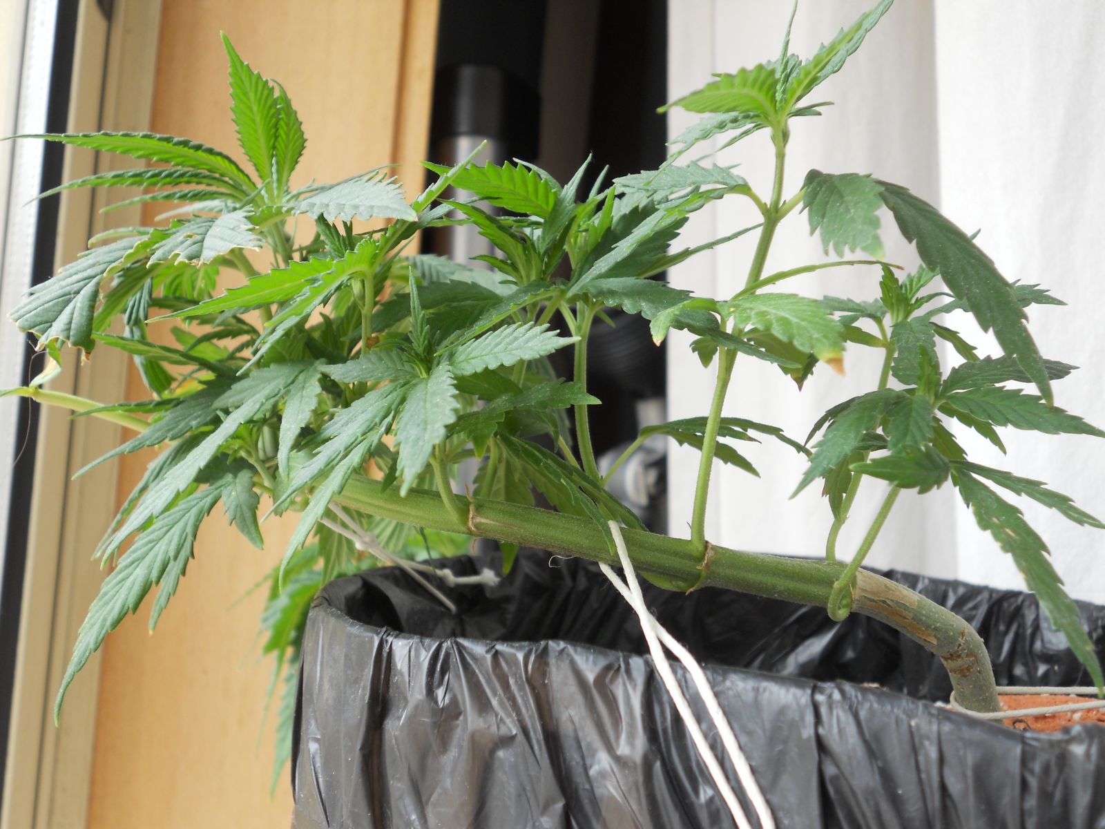 Teste 1º Cultivo Outdoor