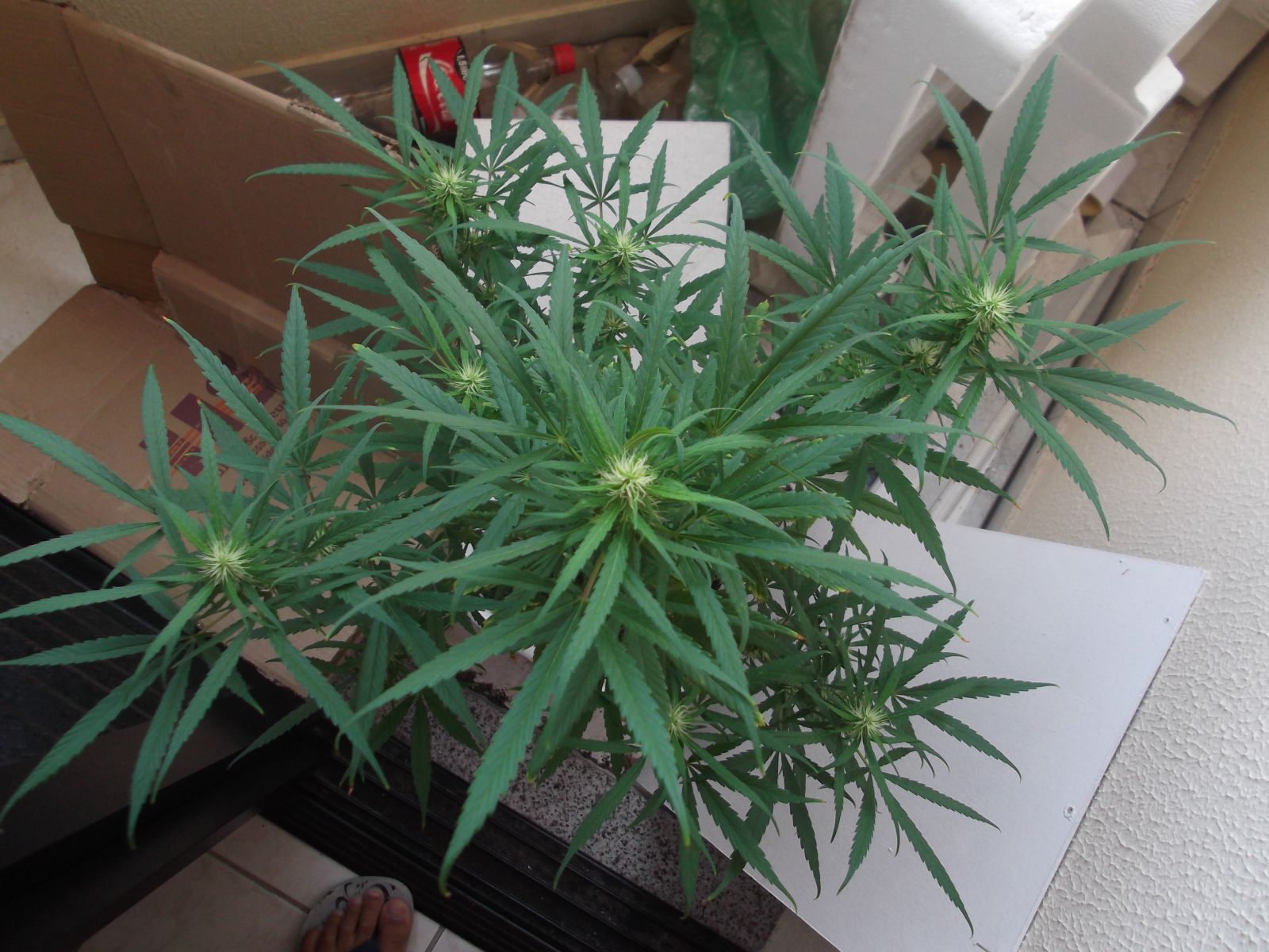 Sativa (Primeiro Cultivo)