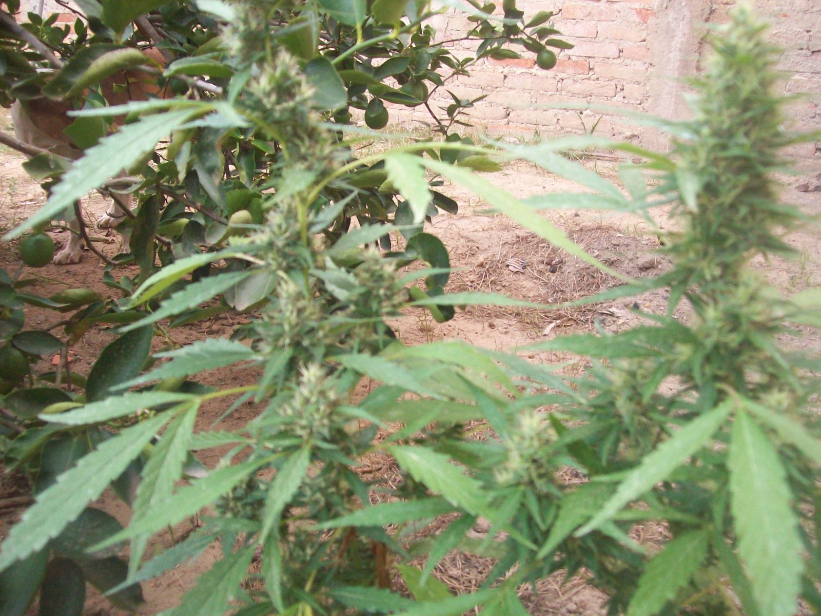 minhas sativas