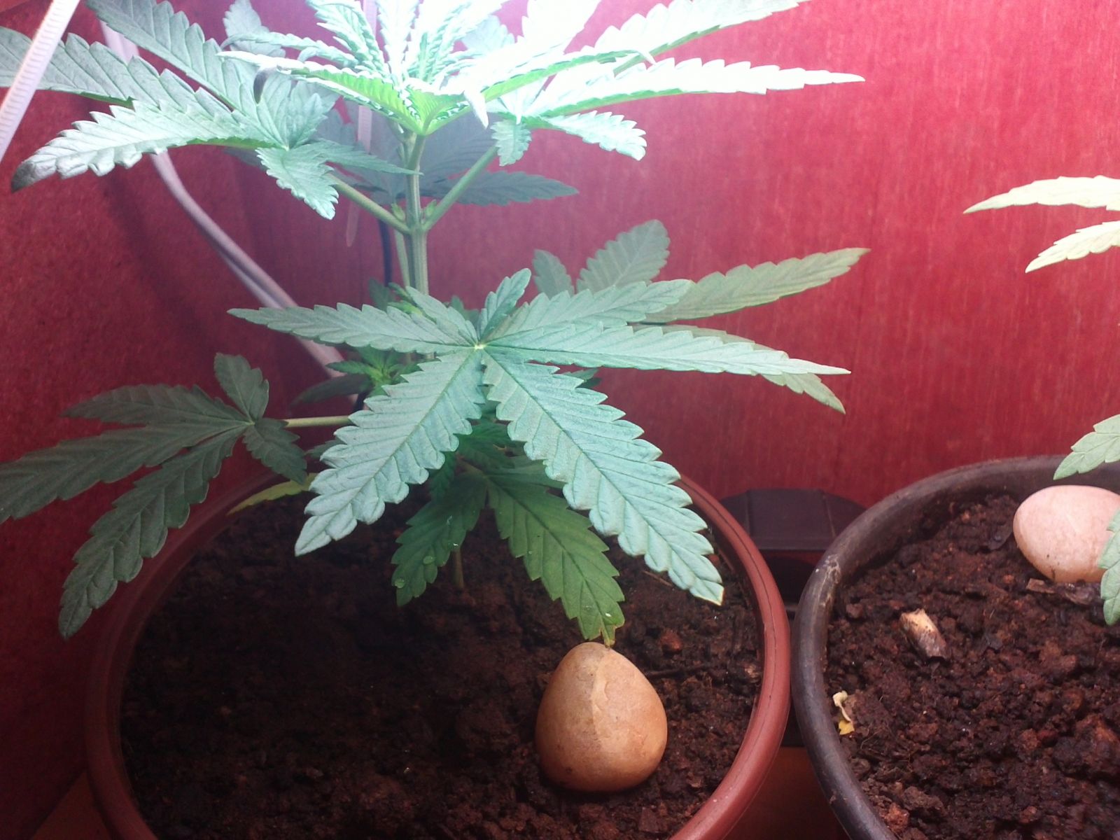 Meu primeiro Cultivo