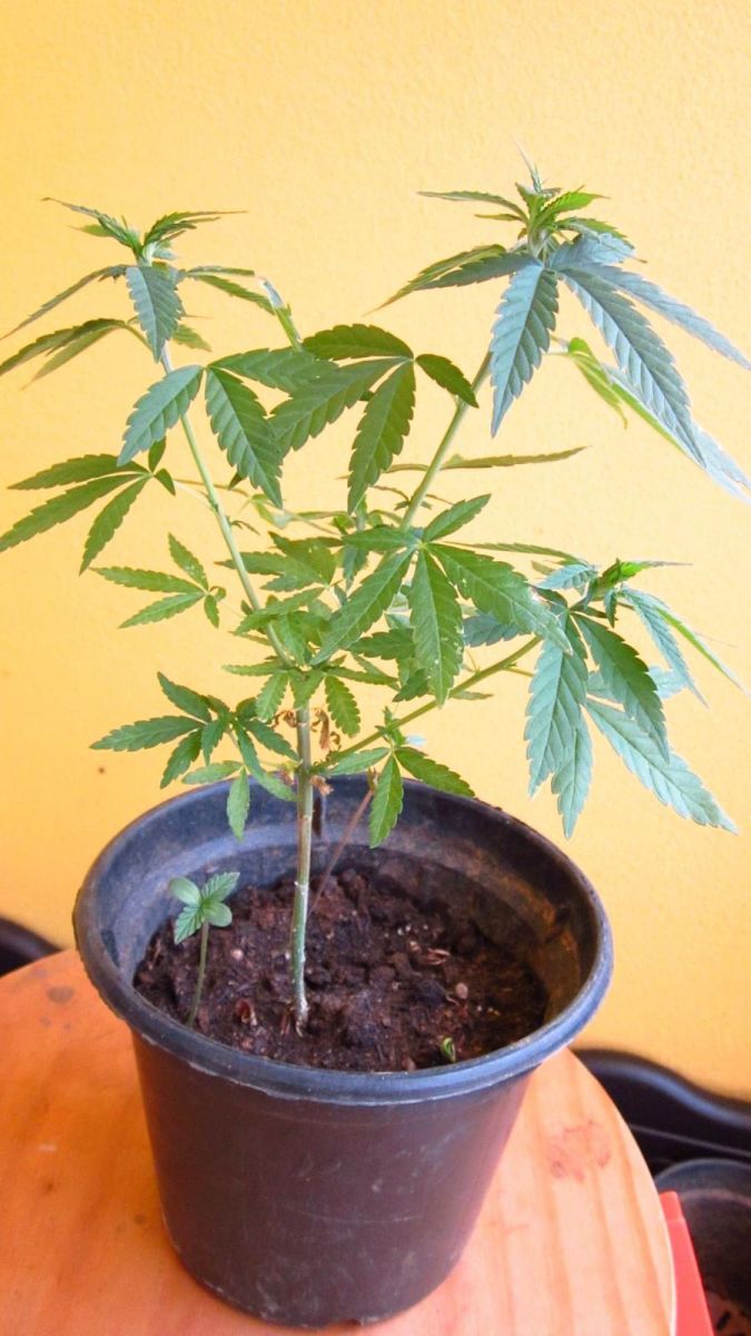 Primeiro cultivo