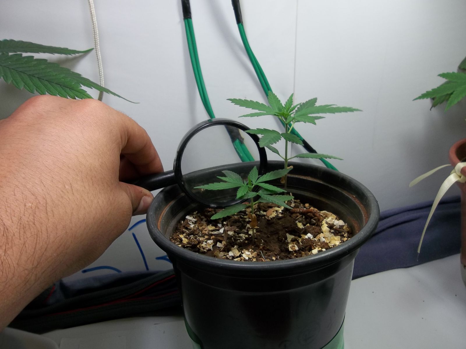 1º Cultivo Com Prensado!