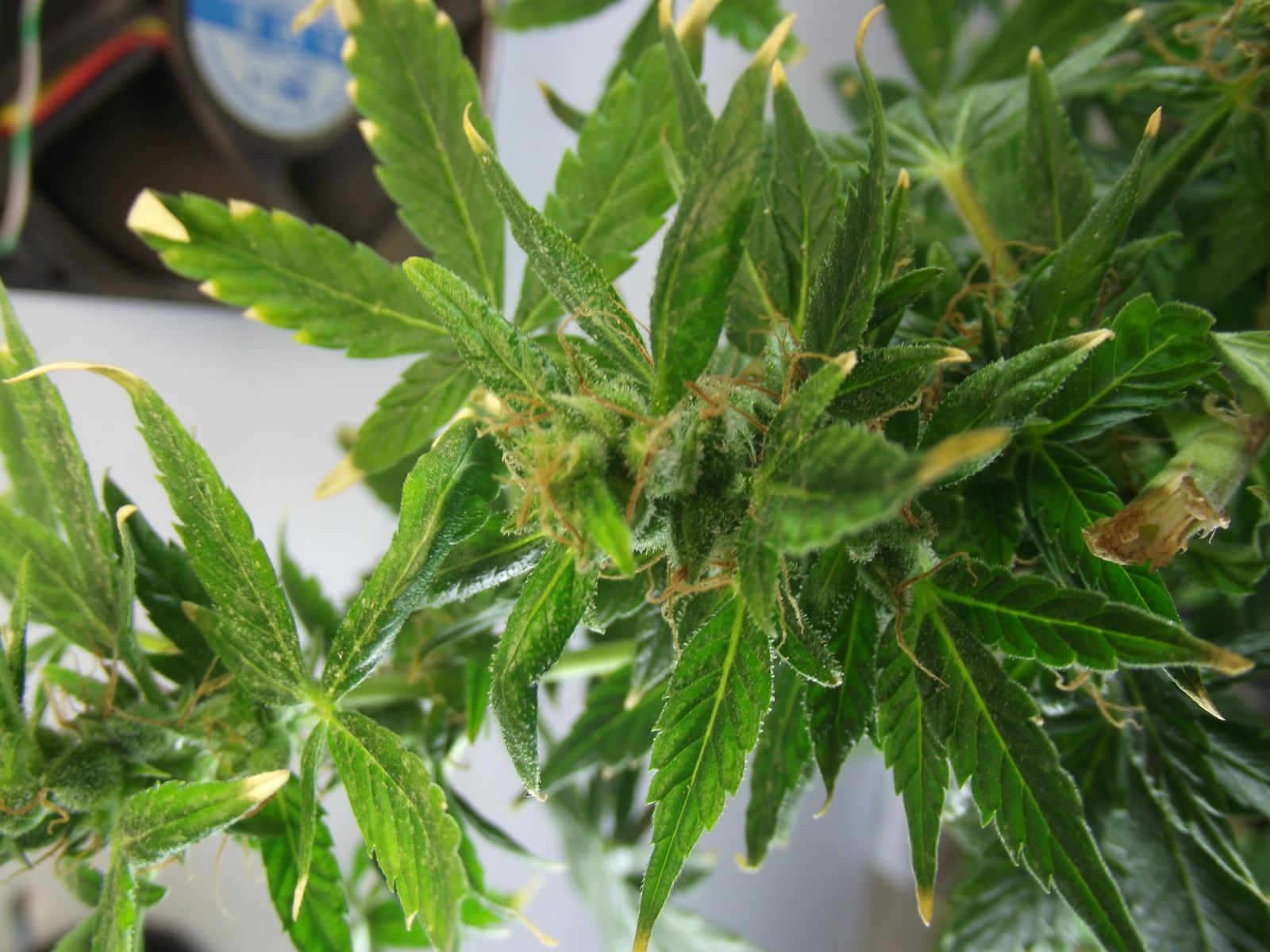 Primeiro Cultivo