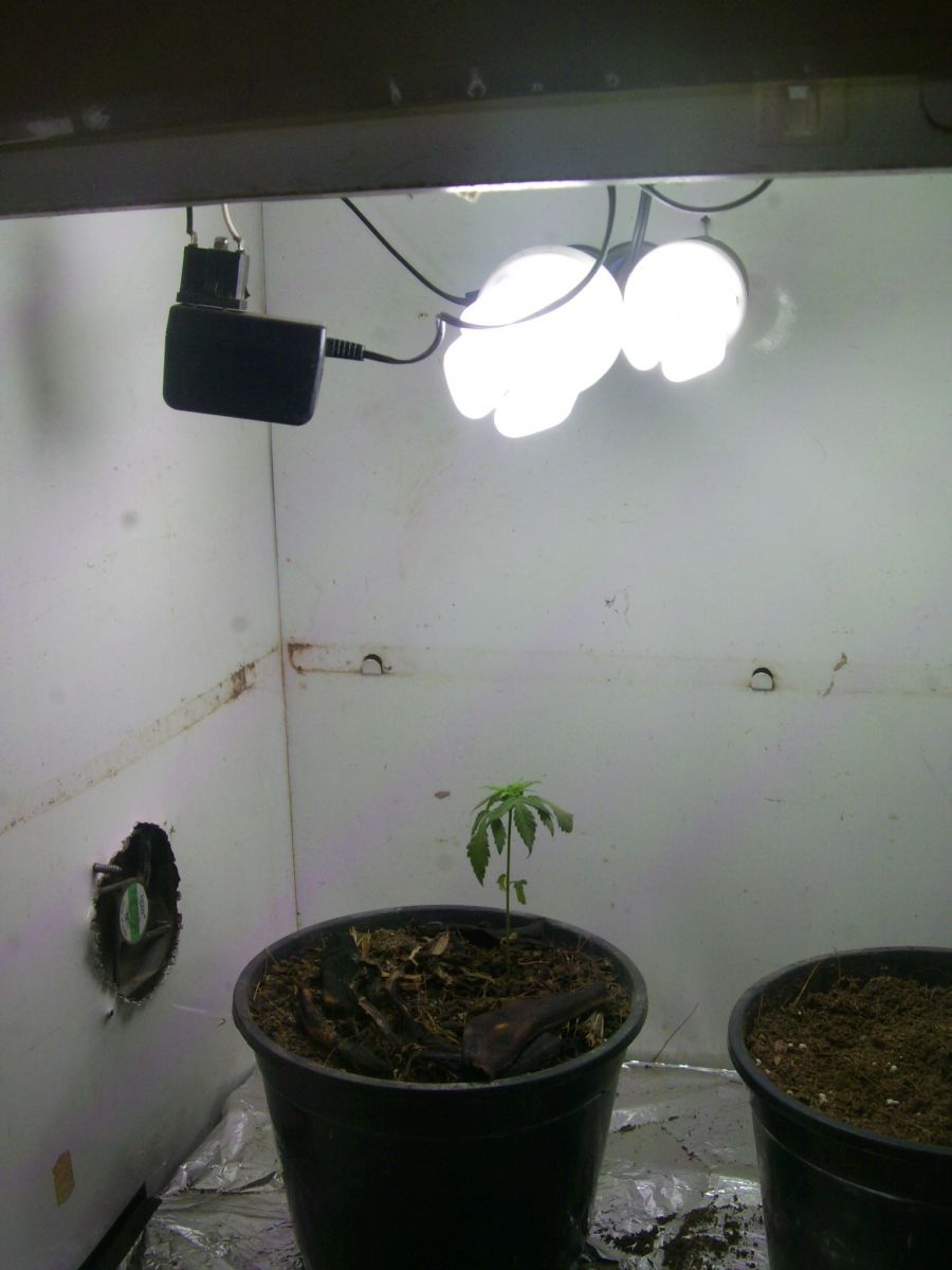 Meu Primeiro Cultivo Outdoor/Indoor