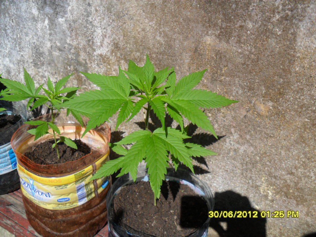 Vejam como elas cresceram!!!