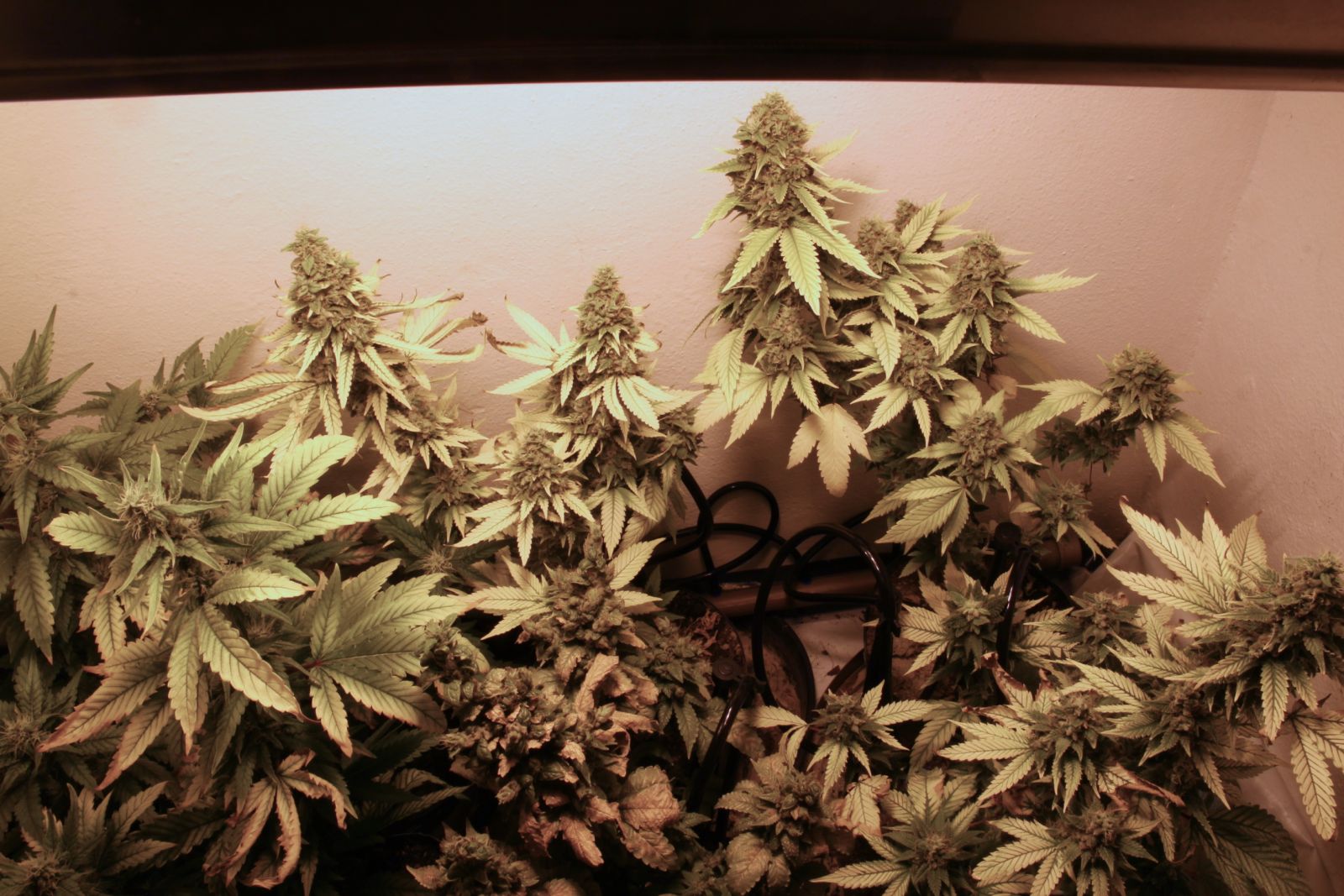 growing organicaly