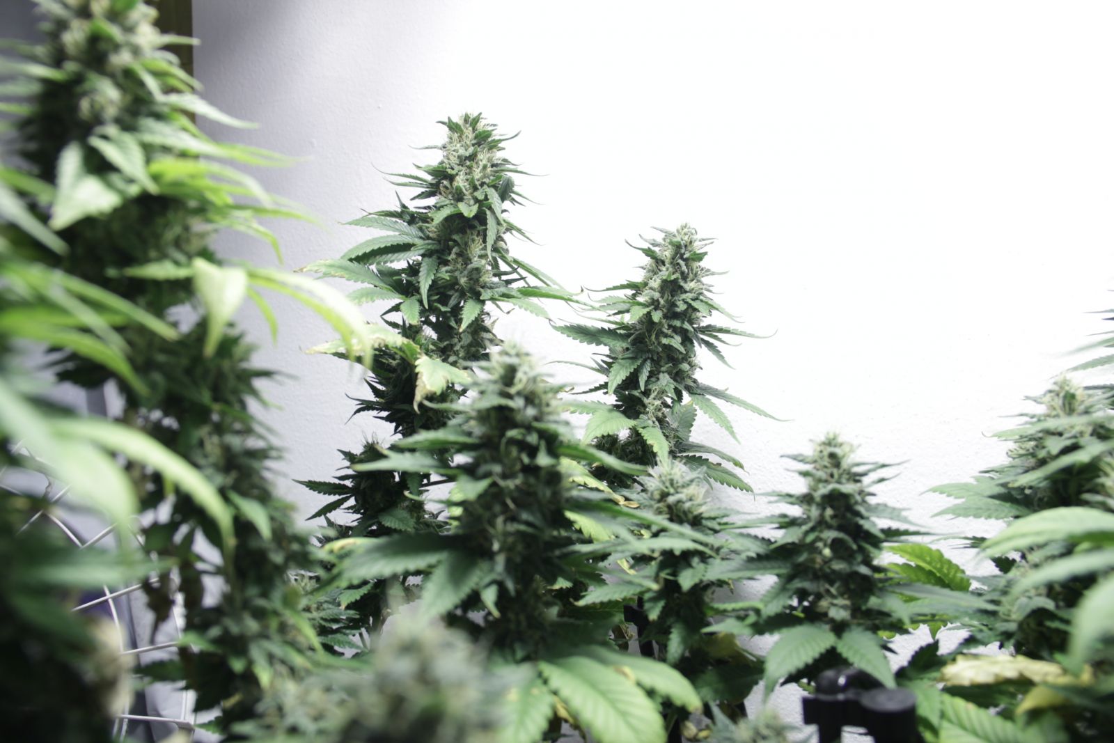 PCK x Jack Herrer
