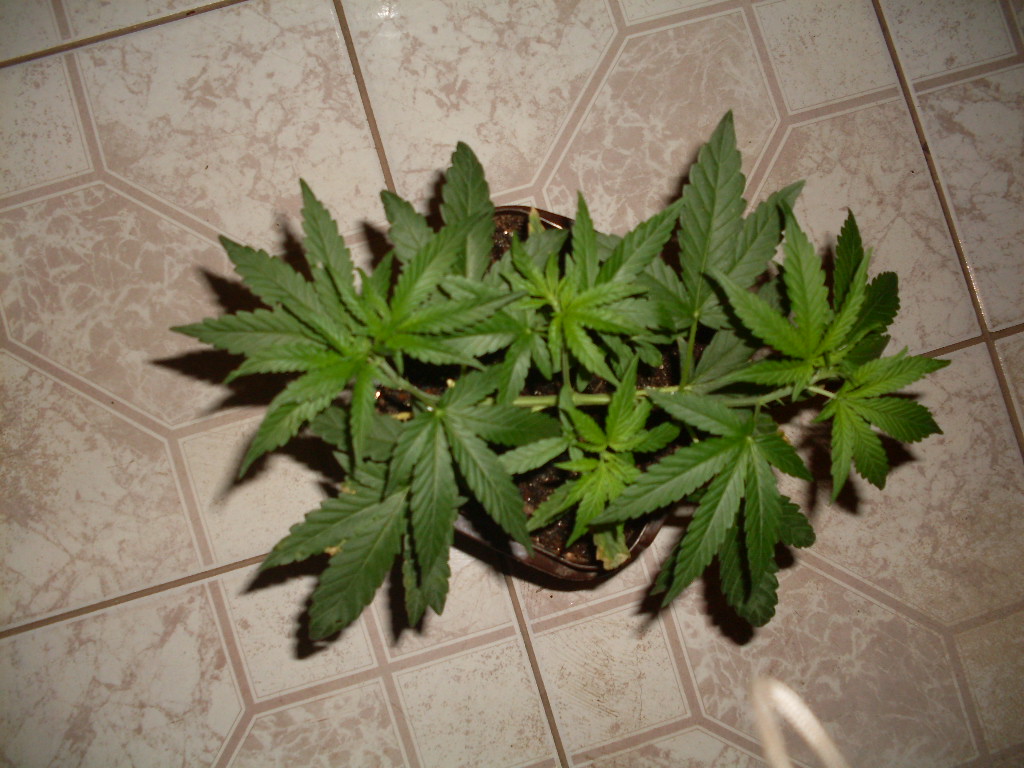 1º Cultivo - 2012