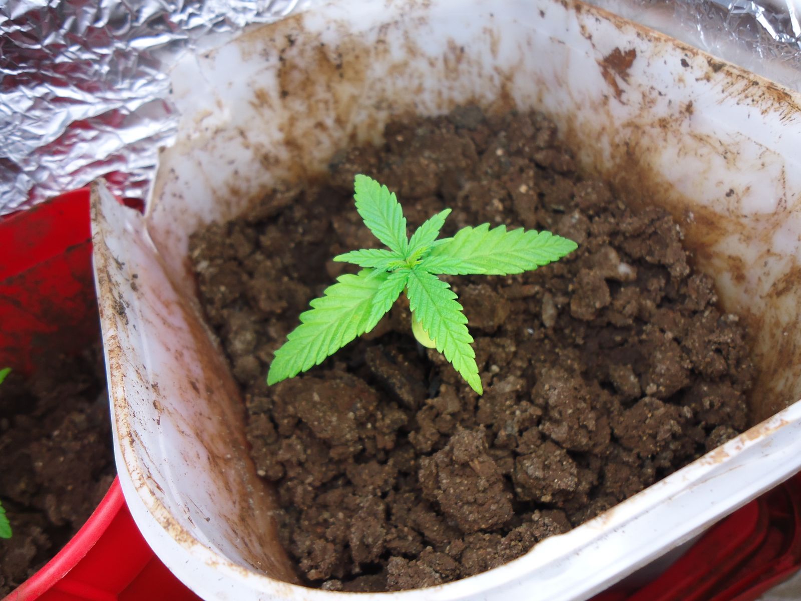 Primeiro Cultivo