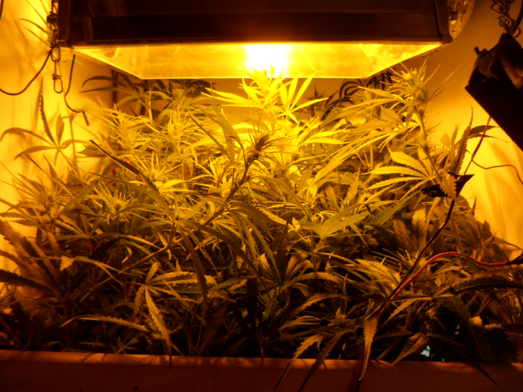 1º Grow e Cultivo 