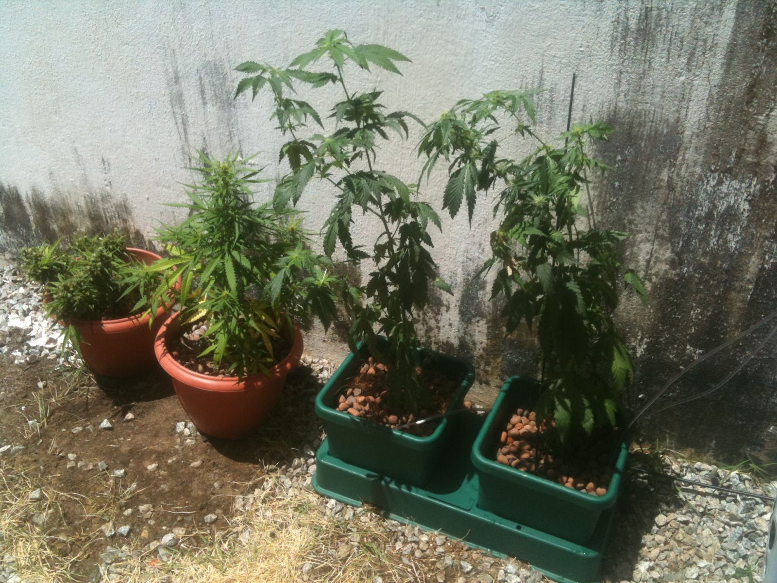 Easy2grow autopot 1ª vez erro