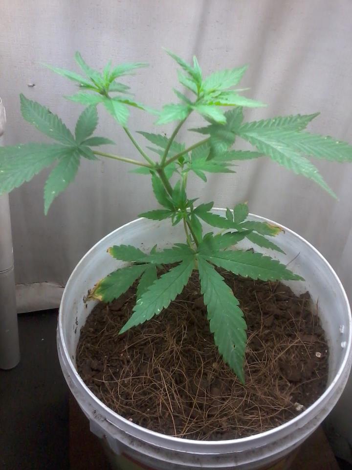 2º cultivo