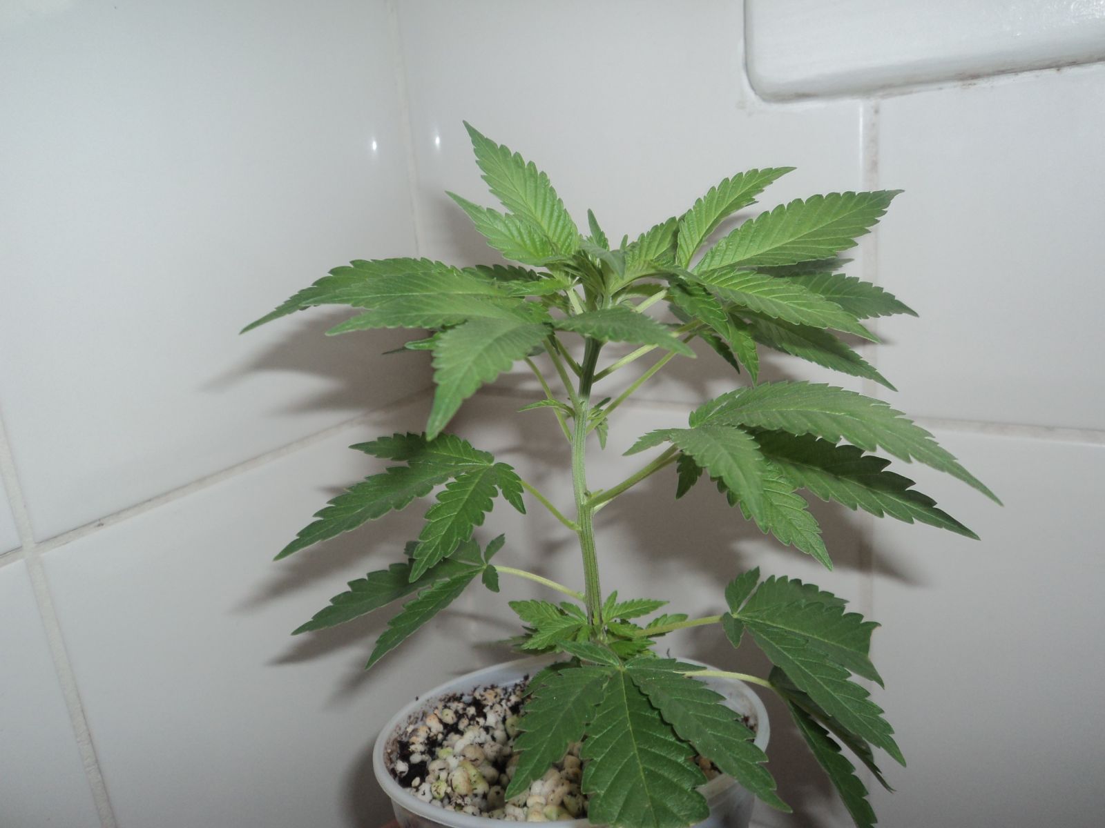 6 semanas e 5 dias vega... transplante de clones e inicio da flora