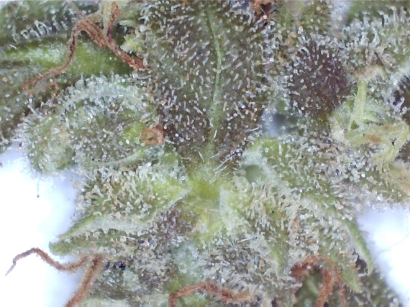 tricomas