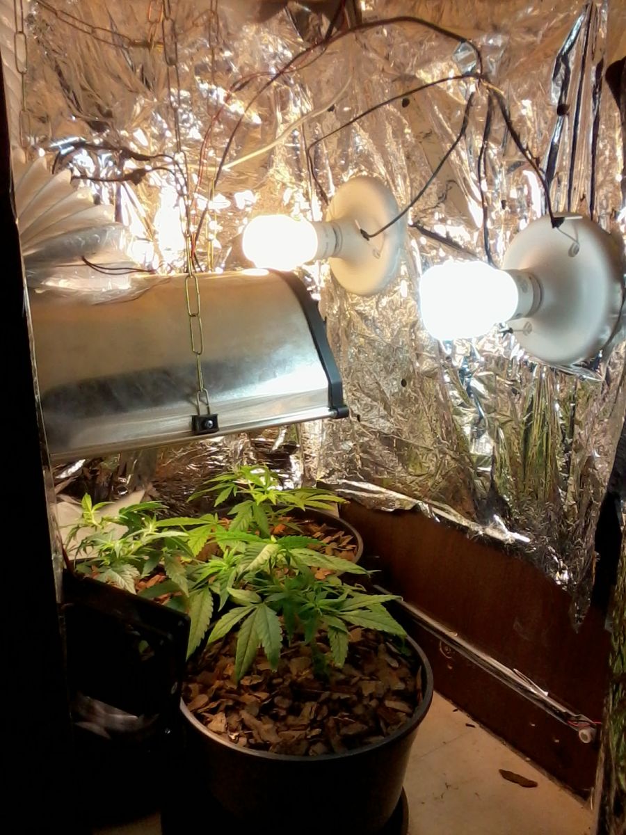 3.0 grow box