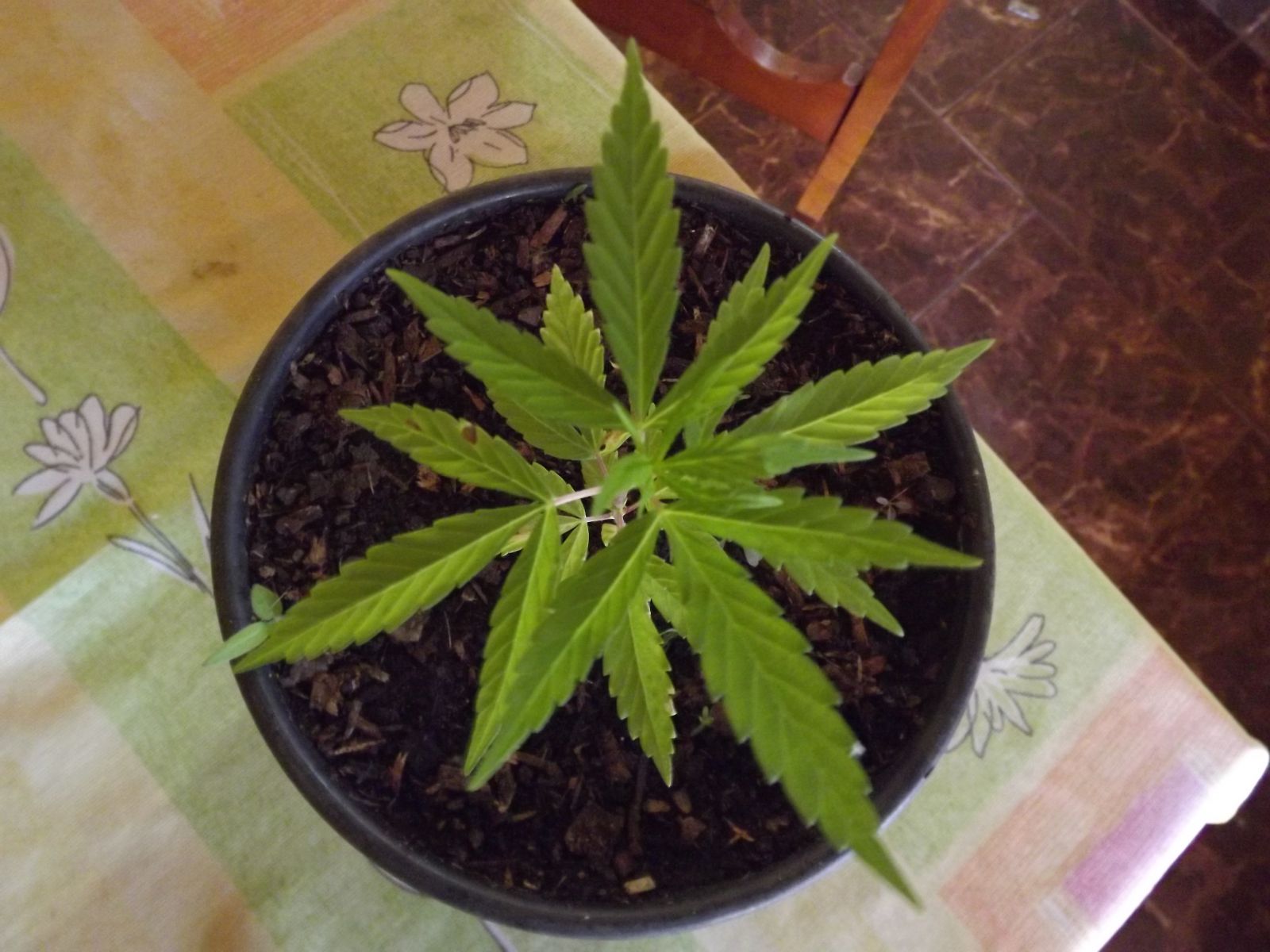 Segundo cultivo