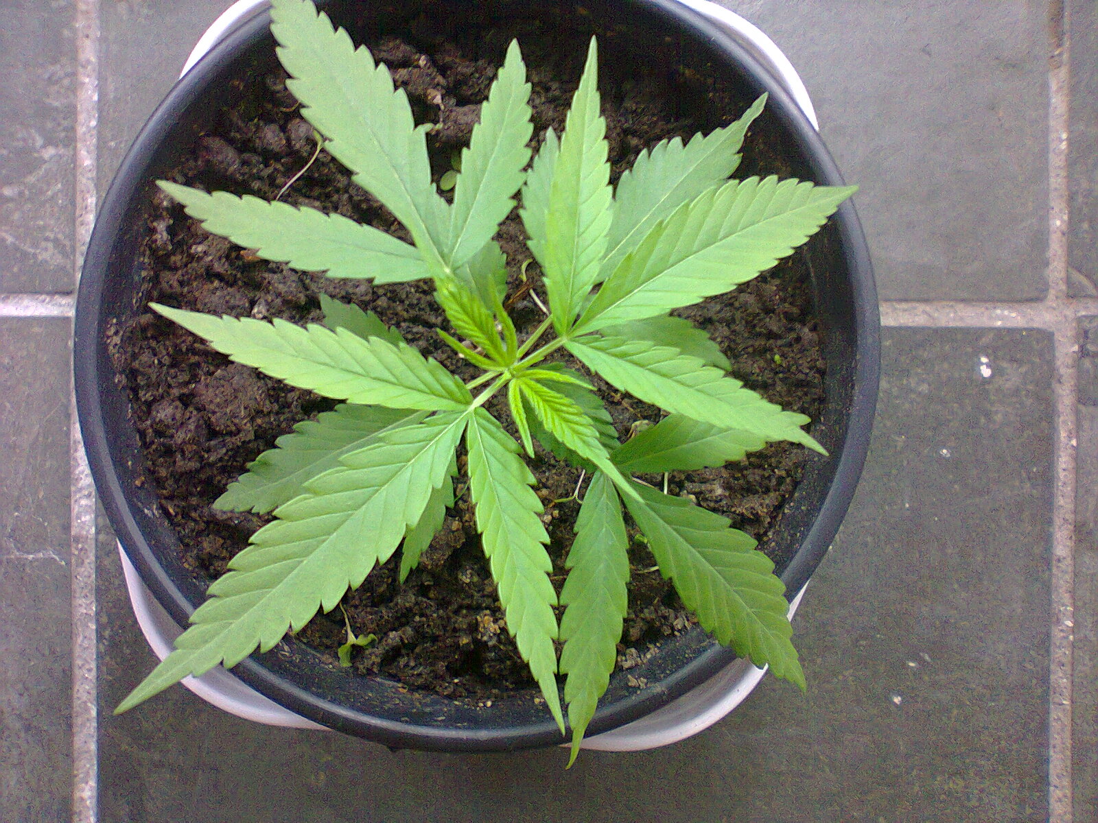 1º grow