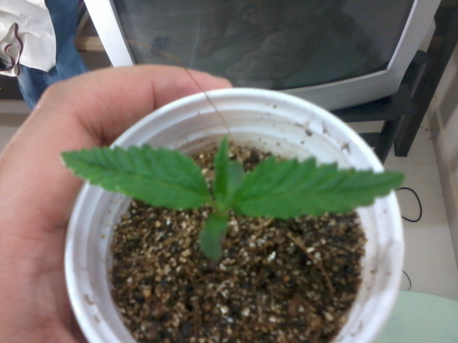 1st grow