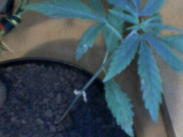 queridinhas  plantinhas  (prensado)