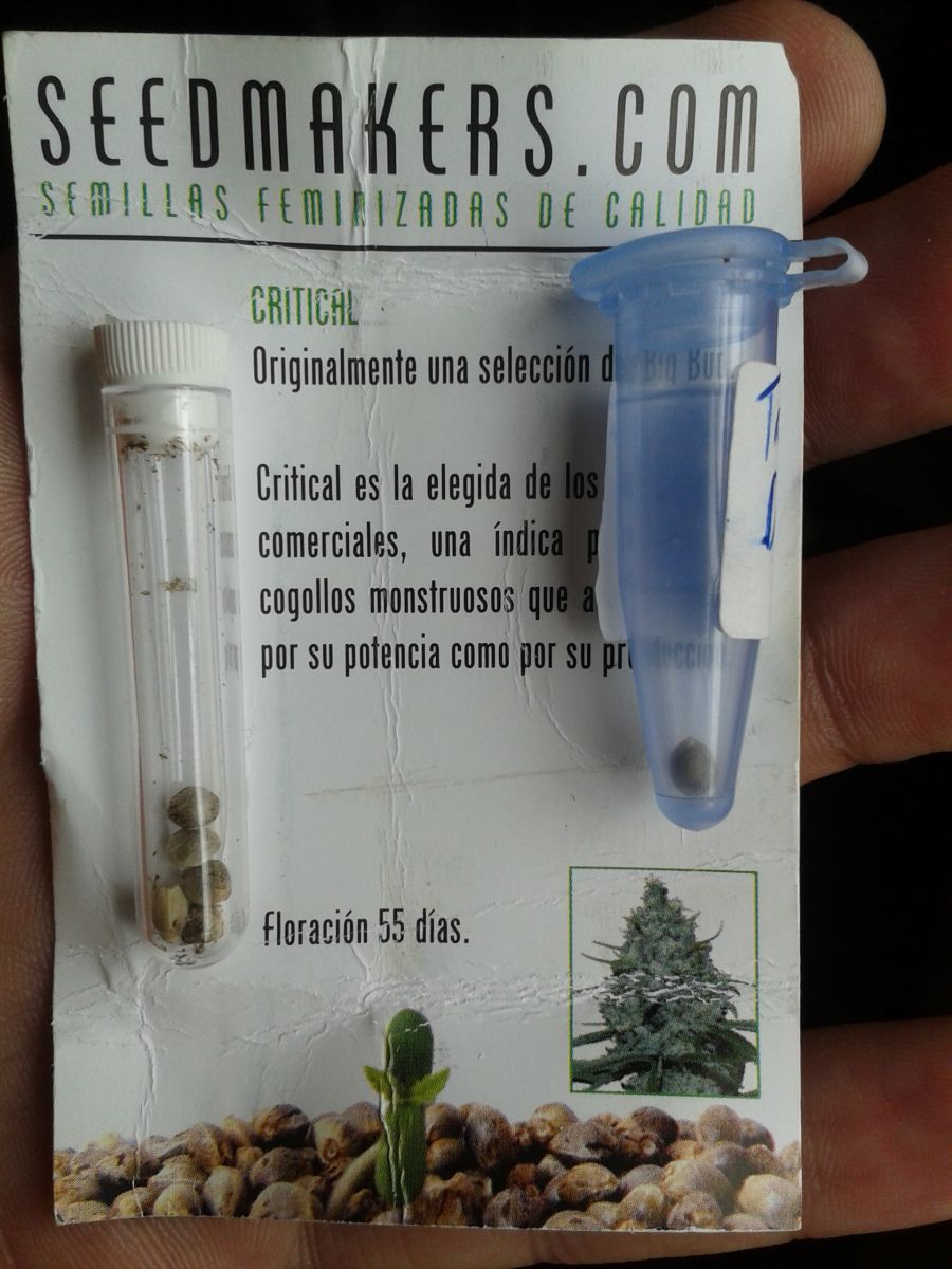 Terceiro cultivo