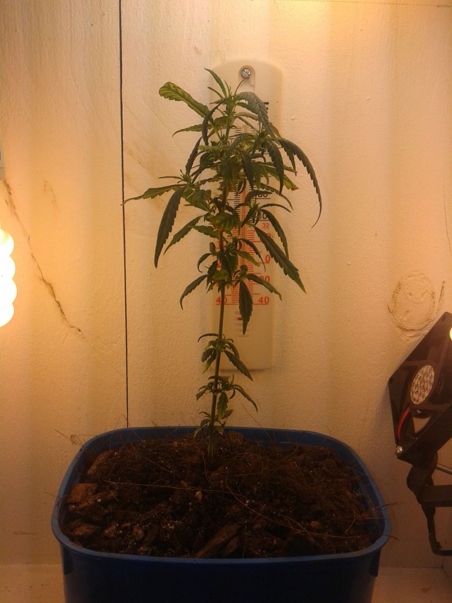 1°cultivo