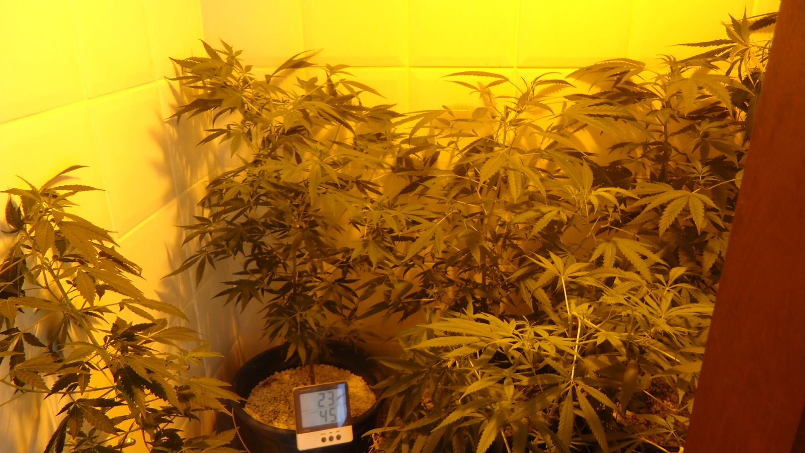 2o Cultivo 2014