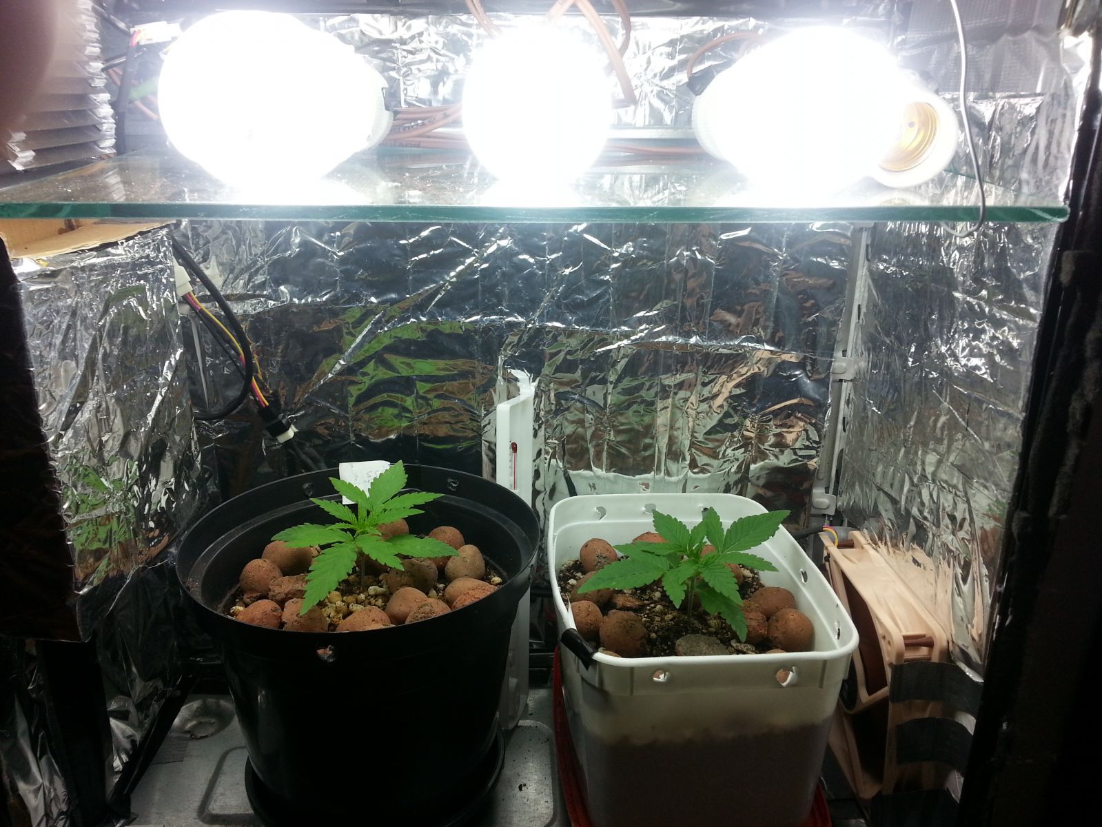 PC Grow Fluor  - 1º Cultivo