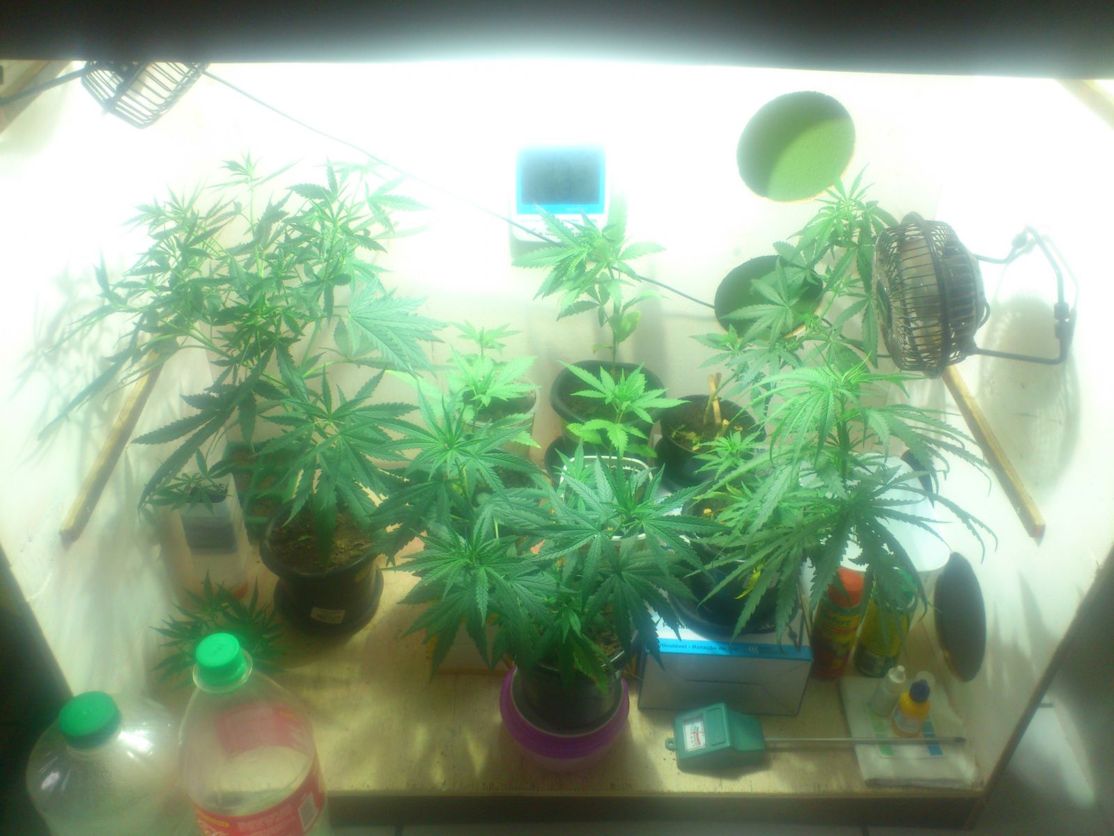 1º CULTIVO INDOOR DO KRUBBB