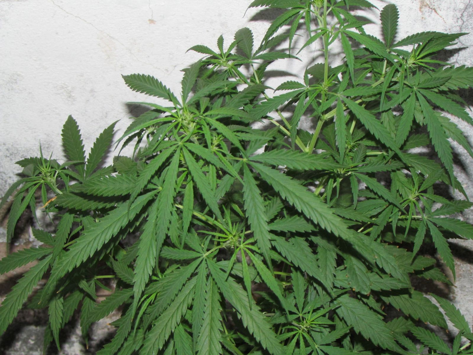 1° cultivo