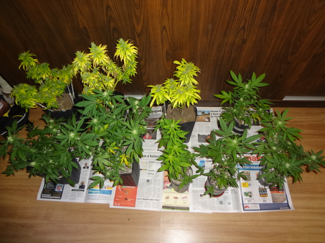 7 semanas de flora (9 semanas de 12/12)