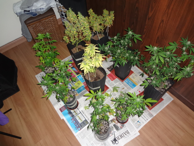 8 semans de flora