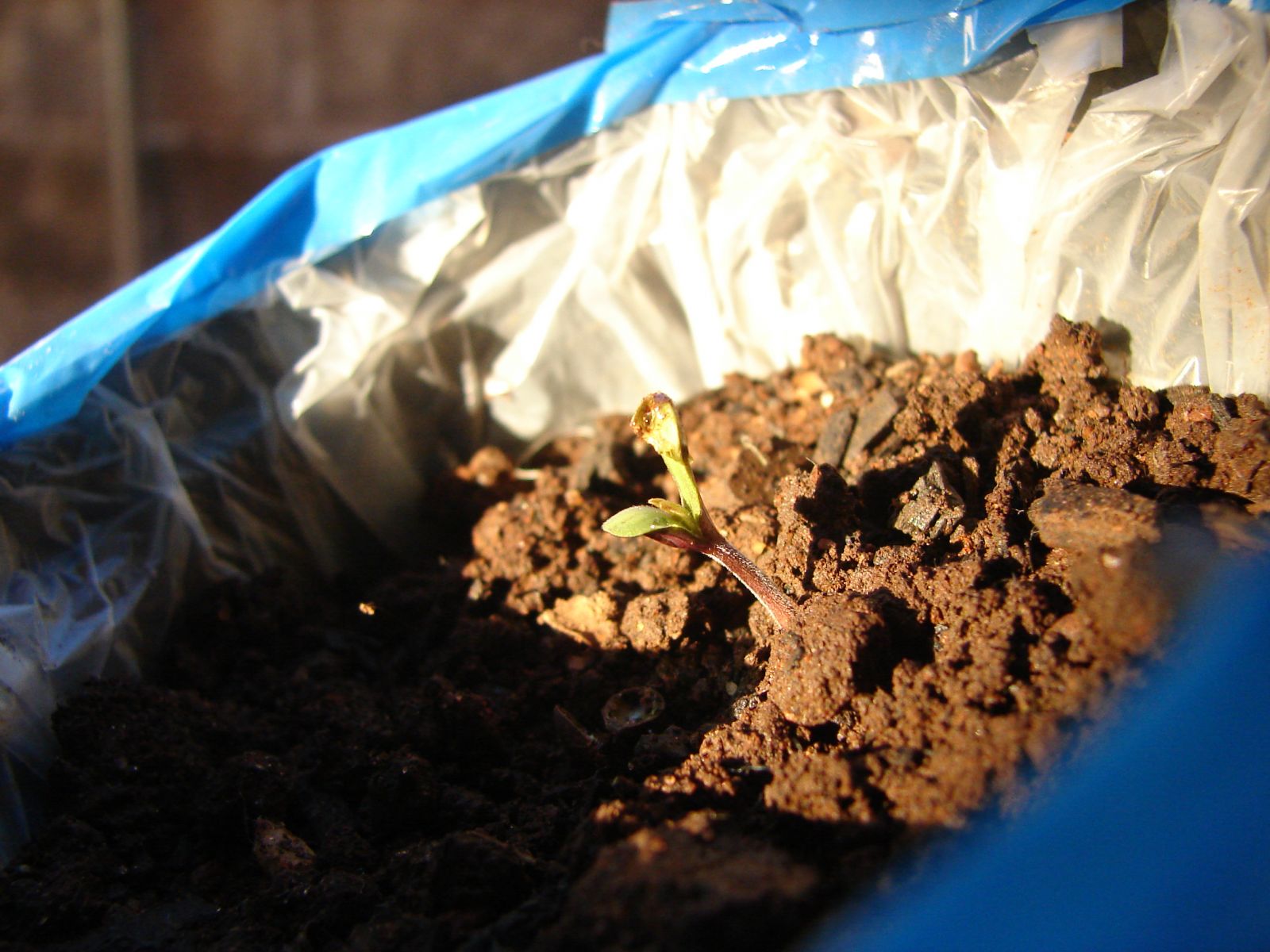 Meu Cultivo
