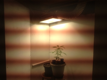 Album do 1º cultivo indoor