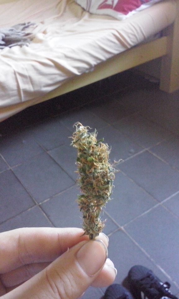 Sativa paraguaya